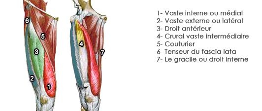 Anatomie des quadriceps