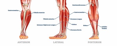 Extensions à la presse à mollets : Guide complet musculation Extensions à la presse à mollets