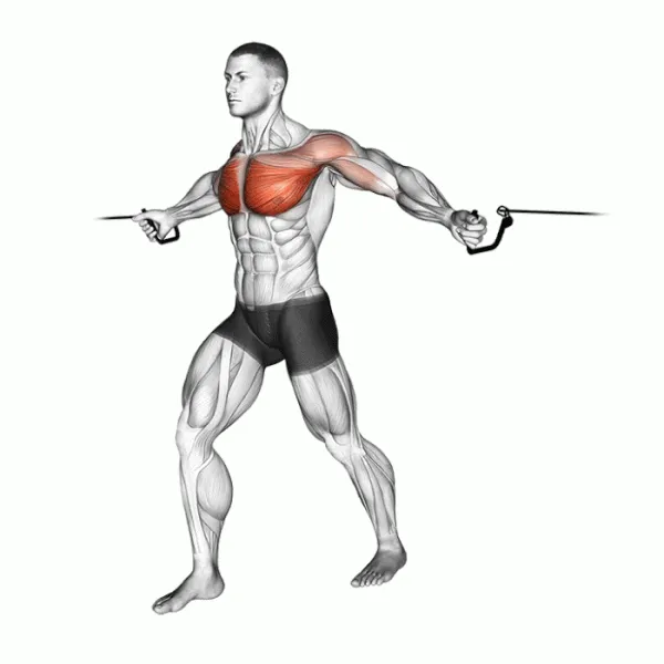 Comment muscler le bas des pectoraux ?