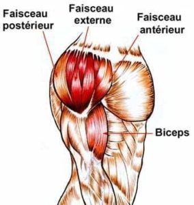 Anatomie épaules musculation
