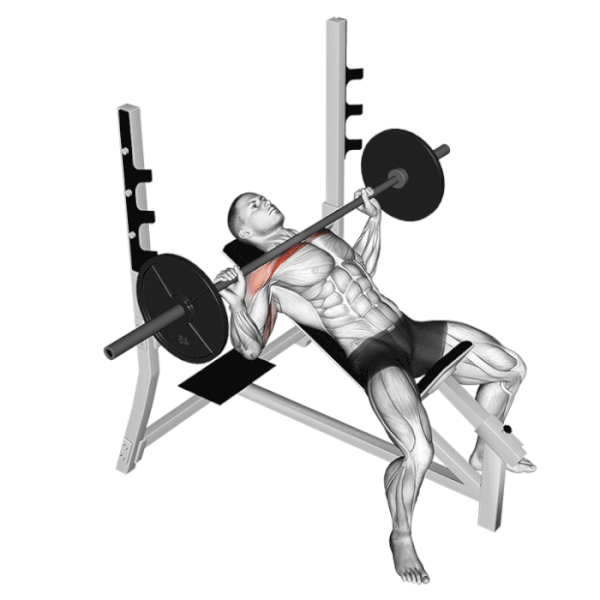 Développé Incliné à la Barre : Technique & Muscles ciblés Développé incliné à la barre : Comment l'exécuter correctement pour maximiser vos résultats