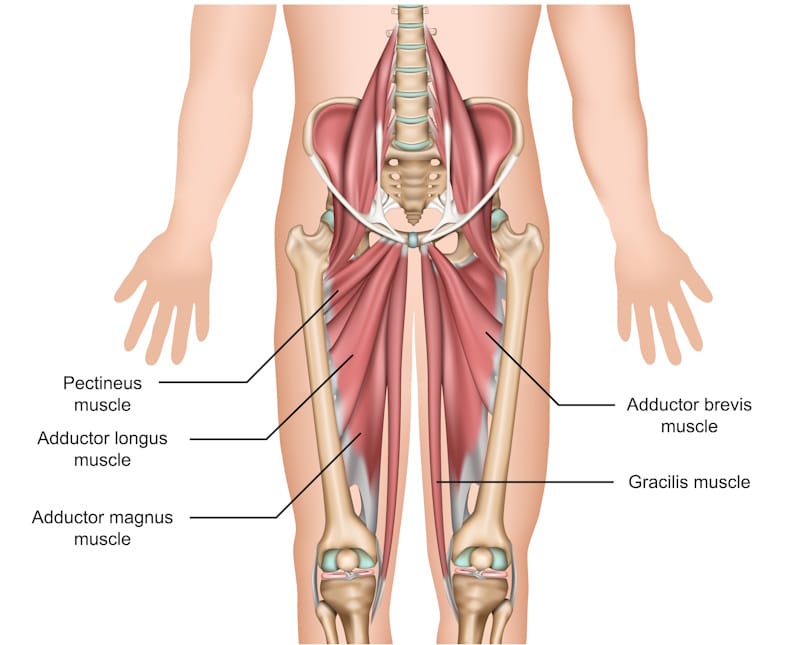 Quel est le meilleur exercices adducteurs musculation ? Exercices adducteurs musculation