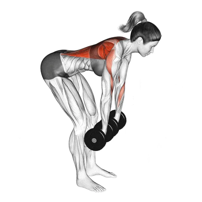 Rowing deux haltères : Exercice bent over row pour muscler le dos