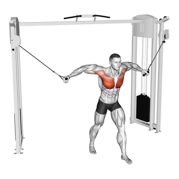 Exercice écarté poulie pour se muscler les pectoraux Exercice écarté poulie pour se muscler les pectoraux