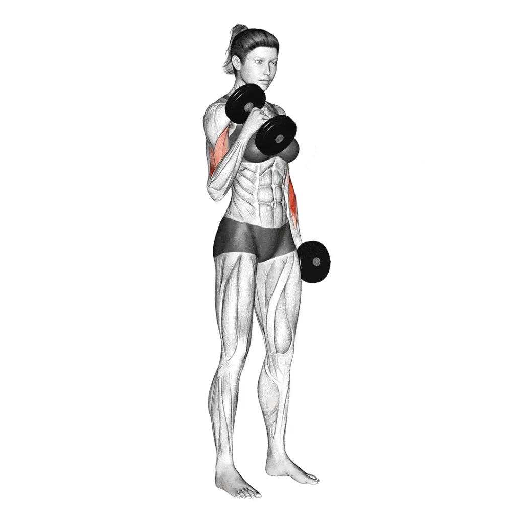 Se muscler les bras rapidement femme | Les meilleurs exercices Curl marteau