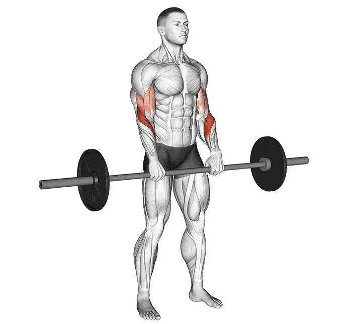 Exercice Curl barre en pronation | Musculation Exercice Curl barre en pronation Musculation