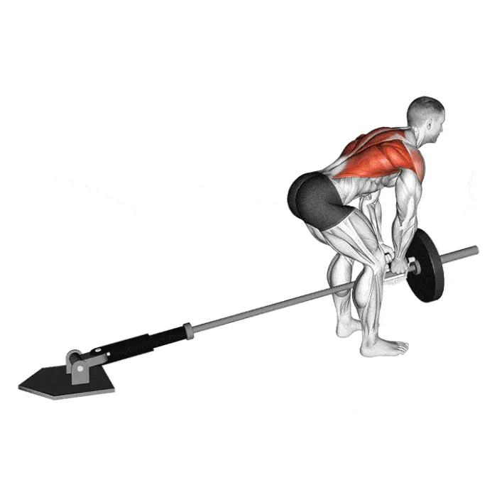 Rowing barre T : exercice efficace pour muscler le dos Rowing barre T Musculation du dos