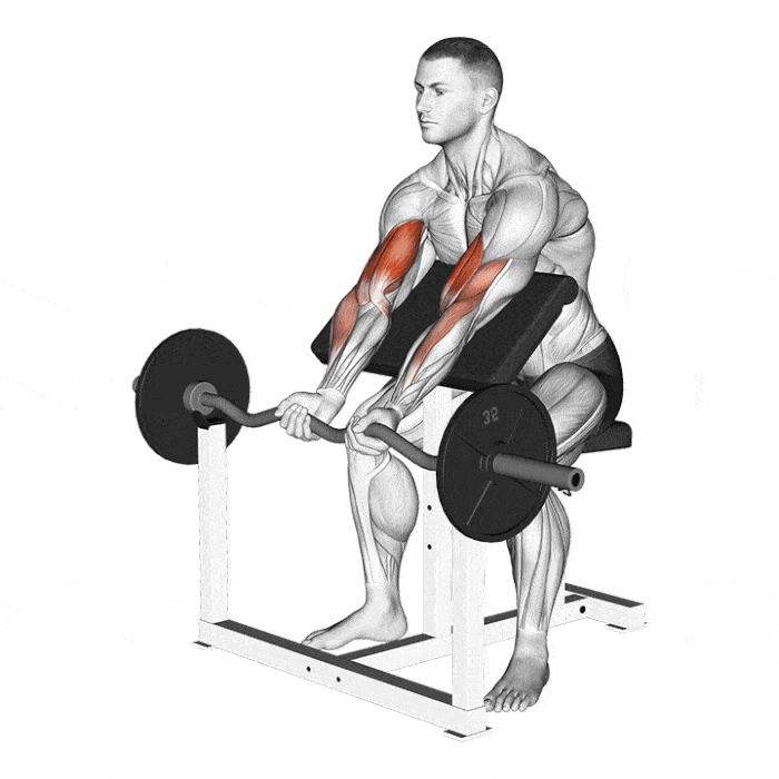 Comment faire le Curl Pupitre Barre EZ ?