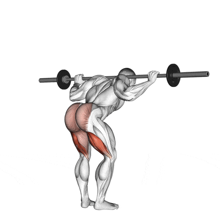 Top 5 Exercices pour se muscler le dos sans matériel Exercice dos Good morning