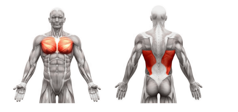 Exercice Pullover pour se muscler le dos et les pectoraux Quel muscle fait travailler le pull-over ?