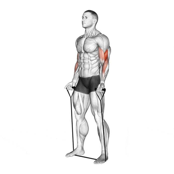 6 meilleurs exercices avec élastique Curl Biceps avec Élastique