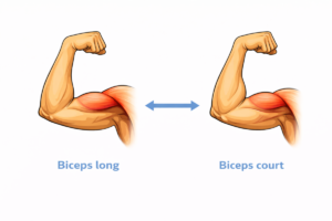 Comment savoir si j’ai un biceps court ou long ?