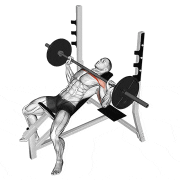 Développé Couché (bench press) : Comment exécuter cet exercice Développé couché aux haltères